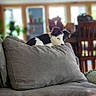puppy, dog, black_and_white, couch, pillow, indoor, home, pet, cozy, relaxing, furniture, living_room, cute, animal, young_dog, domestic_animal, resting, comfortable, curious, soft