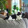 puppy, dog, black_and_white, heterochromia, couch, gray, indoor, home, living_room, pet, cute, young_dog, relaxed, cozy, furniture, blurred_background, curious, animal, domestic, resting