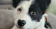 Chinook a rejoint le concours — aidez-le/la à gagner de superbes lots ! puppy, dog, black_and_white, heterochromia, blue_eye, brown_eye, fur, pet, canine, close_up, portrait, indoor, couch, cute, young_dog, animal, ears, nose, collar, whiskers