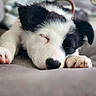 puppy, dog, sleeping, black_and_white, close_up, paw, cute, pet, animal, fur, nose, resting, indoors, soft, cozy, young, adorable, peaceful, face, relaxed