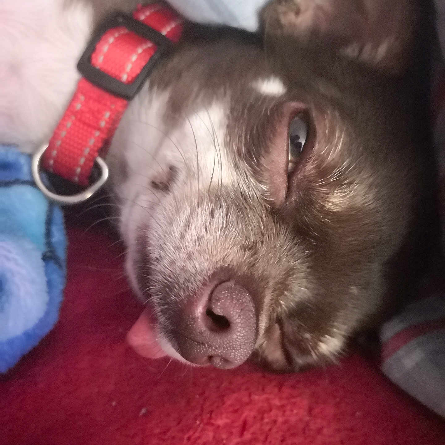 Yuki participe au concours pour gagner de l'argent avec cette photo : accessories, animal, bodypart, bulldog, canine, chihuahua, collar, dog, handcuffs, homedecor, hound, husky, linen, pet, pitbull, pointer, puppy, snout, strap, wristwatch