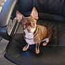 dog, chihuahua, small_dog, pet, brown_dog, white_markings, chain_collar, leather_chair, indoor, carpet, animal, cute, looking_up, sitting, office_chair, fur, ears, eyes, paws, companion