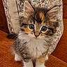 cat, kitten, calico, fluffy, fur, whiskers, ears, eyes, paws, animal, pet, cute, sitting, portrait, indoors, chair, cushion, patterned_background, orange, close_up