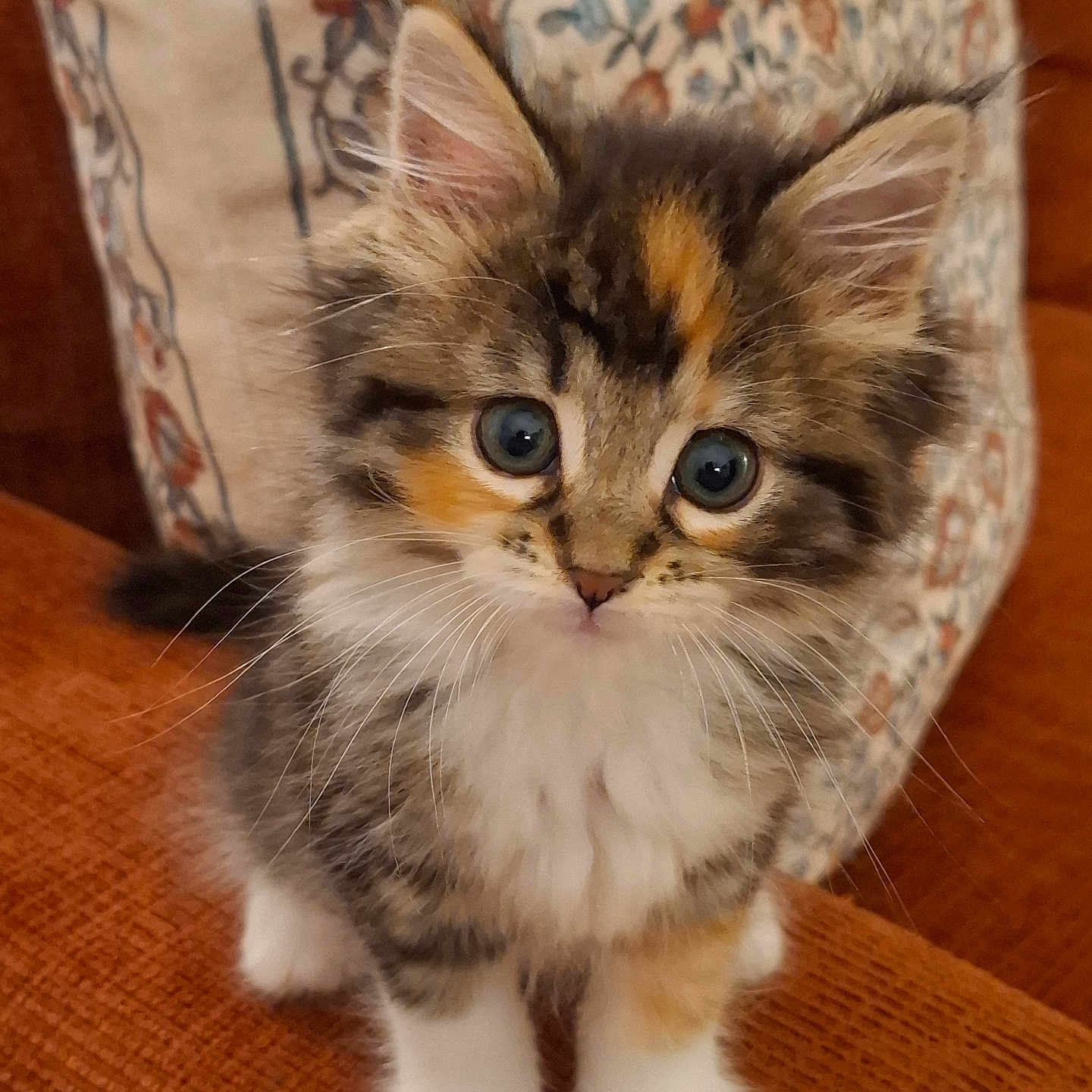 Willow