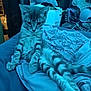 animal, bed, blanket, blue_light, casual, cat, cozy, cute, domestic, feline, fur, indoor, kitten, legs, pet, pillow, relaxed, resting, striped, tabby