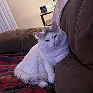 Rumples joined the competition — help win amazing prizes! cat, white_cat, fluffy, indoor, couch, blanket, plaid, relaxed, pet, feline, cozy, home, table, vase, flowers, brown_couch, resting, sleepy, fur, domestic_animal