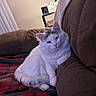 cat, white_cat, fluffy, indoor, couch, blanket, plaid, relaxed, pet, feline, cozy, home, table, vase, flowers, brown_couch, resting, sleepy, fur, domestic_animal
