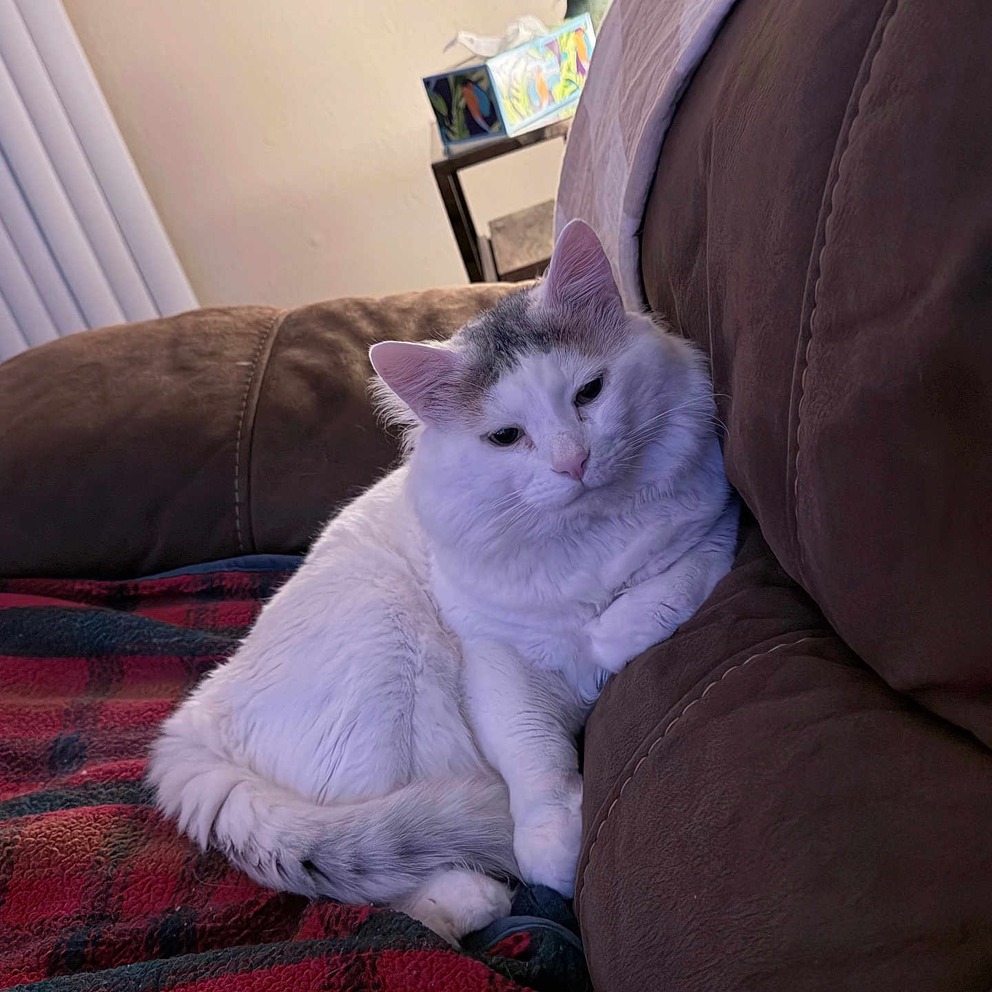 Rumples joined the competition — help win amazing prizes! cat, white_cat, fluffy, indoor, couch, blanket, plaid, relaxed, pet, feline, cozy, home, table, vase, flowers, brown_couch, resting, sleepy, fur, domestic_animal