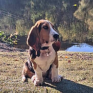 Raoul a rejoint le concours — aidez-le/la à gagner de superbes lots ! animal, basset_hound, collar, daytime, dog, ears, grass, leaf, nature, outdoor, pet, pond, puppy, reflection, shadow, sitting, stick, sunlight, tag, water