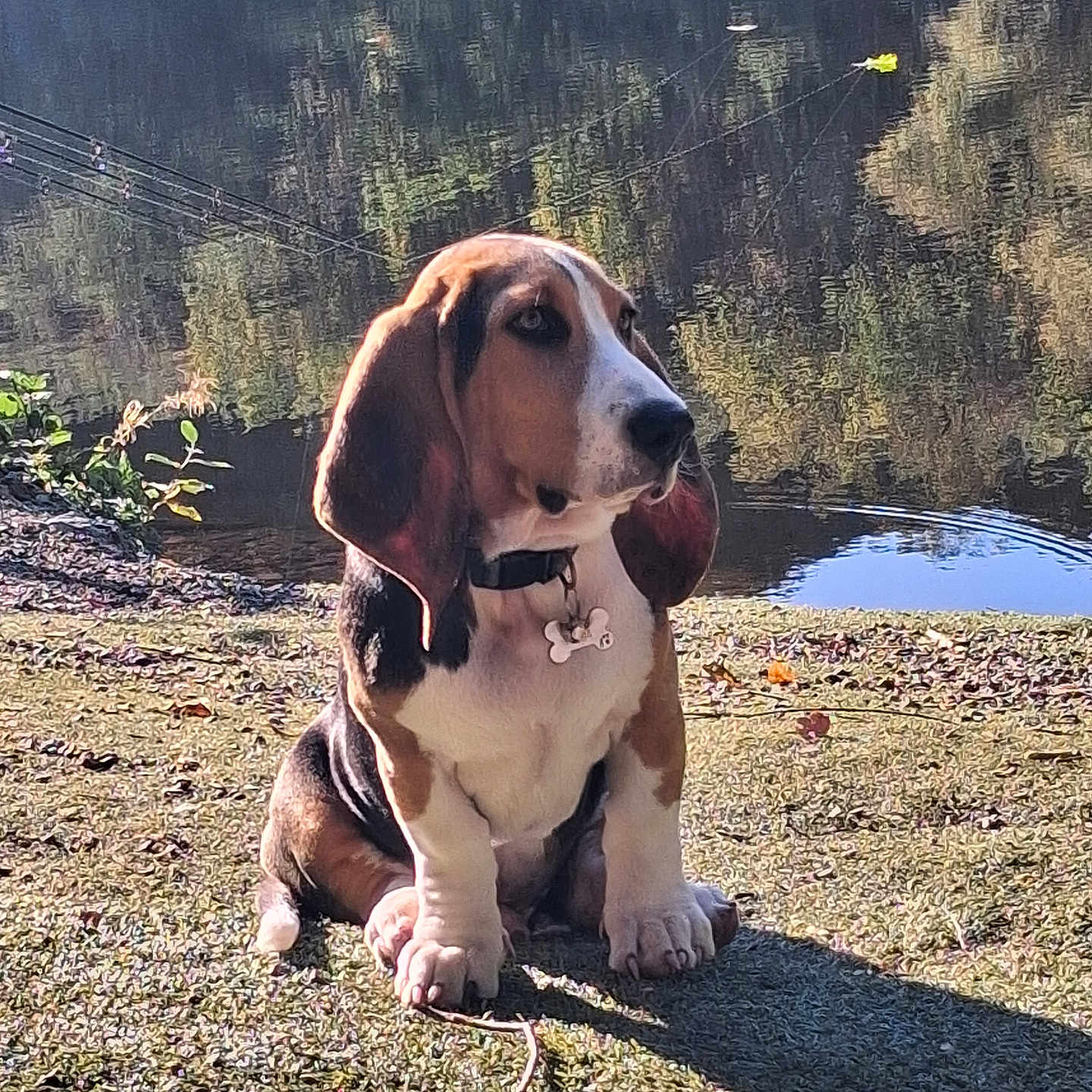 Raoul a rejoint le concours — aidez-le/la à gagner de superbes lots ! animal, basset_hound, collar, daytime, dog, ears, grass, leaf, nature, outdoor, pet, pond, puppy, reflection, shadow, sitting, stick, sunlight, tag, water