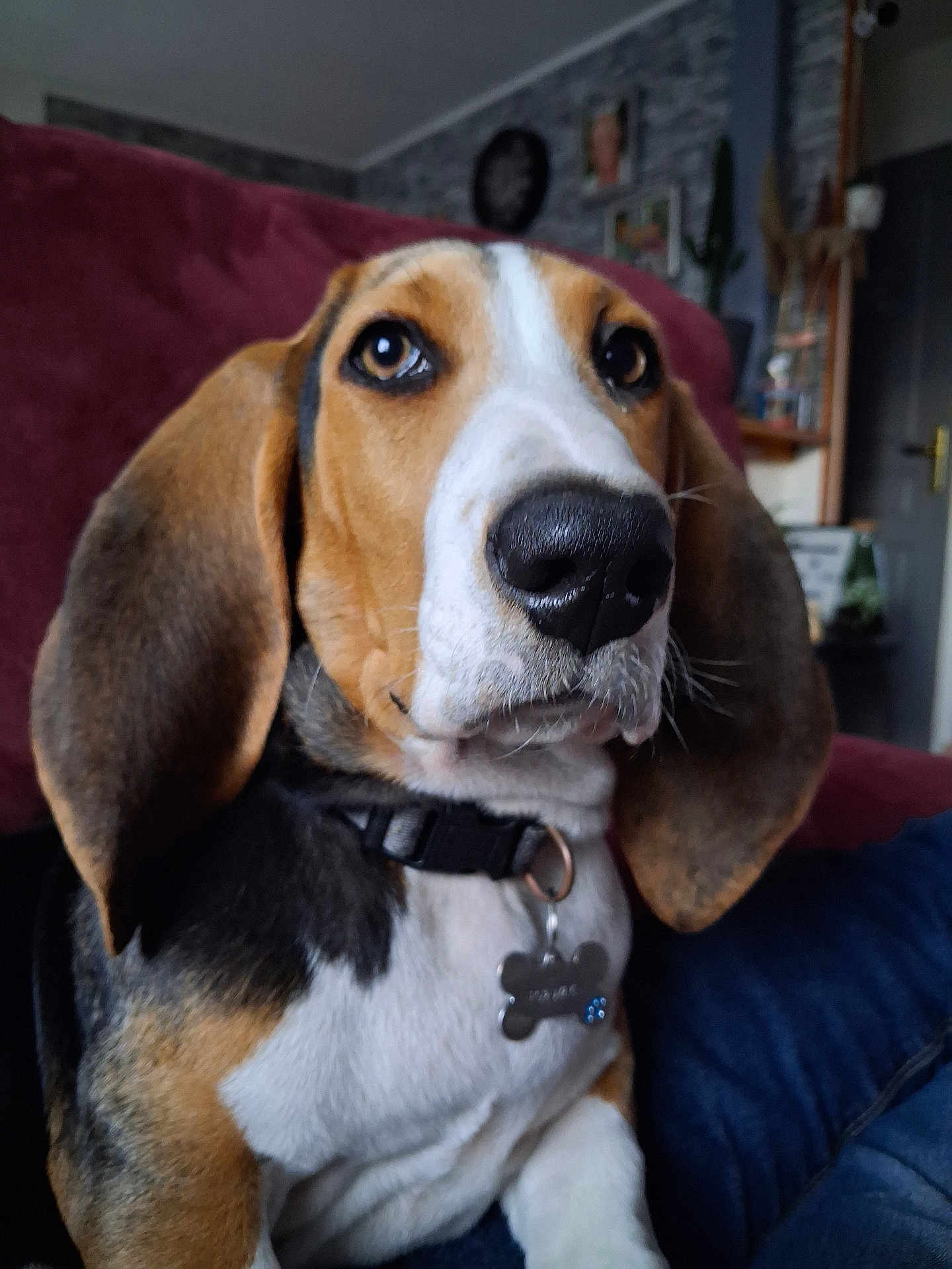 Raoul a rejoint le concours — aidez-le/la à gagner de superbes lots ! dog, beagle, pet, indoor, close_up, ears, collar, tag, nose, living_room, couch, fur, brown, white, black, animal, canine, sitting, portrait, cute