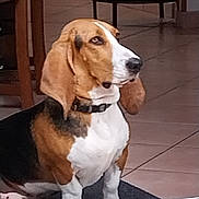 Raoul participe au concours pour gagner de l'argent avec cette photo : animal, basset_hound, black, brown, calm, chair, collar, dog, ear, floor, home, indoor, looking, mammal, pet, side_view, sitting, table, tile, white