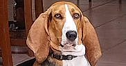 Raoul participe au concours pour gagner de l'argent avec cette photo : animal, basset_hound, black, brown, canine, chair, collar, cute, dog, domestic, ears, floor, furniture, indoor, looking, pet, sitting, table, tile, white