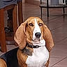 animal, basset_hound, black, brown, canine, chair, collar, cute, dog, domestic, ears, floor, furniture, indoor, looking, pet, sitting, table, tile, white