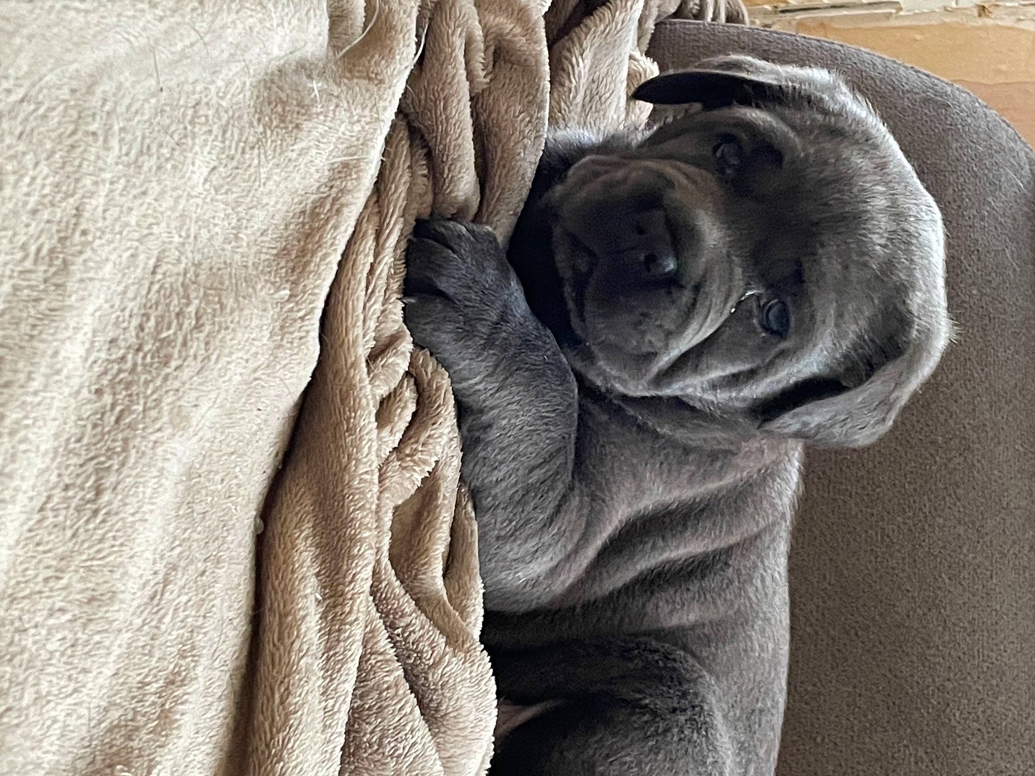 Snatch a rejoint le concours — aidez-le/la à gagner de superbes lots ! carnivore, comfort, companion_dog, couch, dog, dog_breed, fur, grey, linens, monochrome_photography, pattern, sculpture, sleeve, snout, sporting_group, terrestrial_animal, wood, wool, working_animal, wrinkle