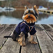 Silver participe au concours pour gagner de l'argent avec cette photo : dog, yorkshire_terrier, sweater, leash, wooden_dock, lake, water, boats, outdoor, pet, canine, fur, small_dog, nature, sky, clouds, portrait, animal, cute, calm