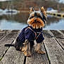 dog, yorkshire_terrier, sweater, leash, wooden_dock, lake, water, boats, outdoor, pet, canine, fur, small_dog, nature, sky, clouds, portrait, animal, cute, calm