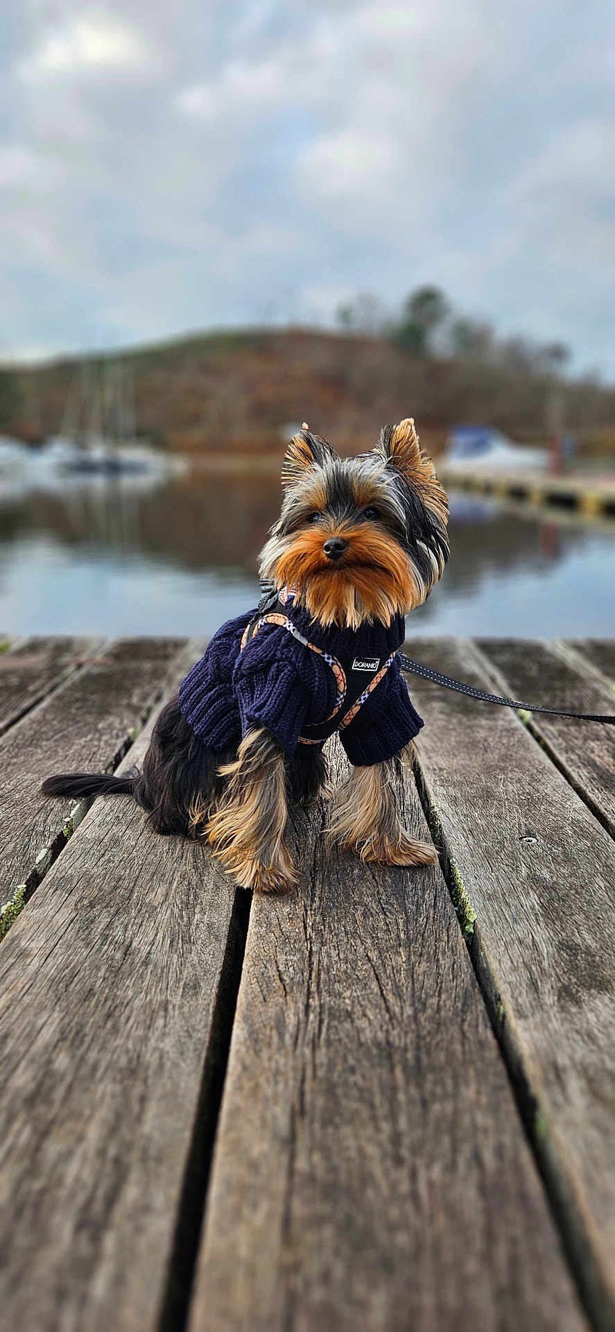 Silver participe au concours pour gagner de l'argent avec cette photo : dog, yorkshire_terrier, sweater, leash, wooden_dock, lake, water, boats, outdoor, pet, canine, fur, small_dog, nature, sky, clouds, portrait, animal, cute, calm