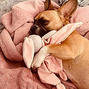 Praline participe au concours pour gagner de l'argent avec cette photo : animal, bed, blanket, comfort, cozy, cute, dog, fur, indoor, mammal, pet, pink, relaxed, resting, sleeping, snuggling, soft, stuffed_animal, toy, warm
