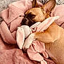 animal, bed, blanket, comfort, cozy, cute, dog, fur, indoor, mammal, pet, pink, relaxed, resting, sleeping, snuggling, soft, stuffed_animal, toy, warm