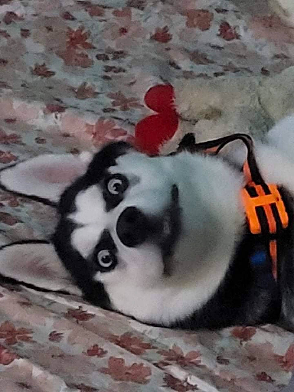 Sobek is registered to the contest to win money with this photo: art, canidae, carmine, carnivore, companion_dog, dog_breed, fawn, felidae, fur, grey, head, leg, pattern, paw, small_to_medium_sized_cats, snout, sporting_group, tail, terrestrial_animal, whiskers