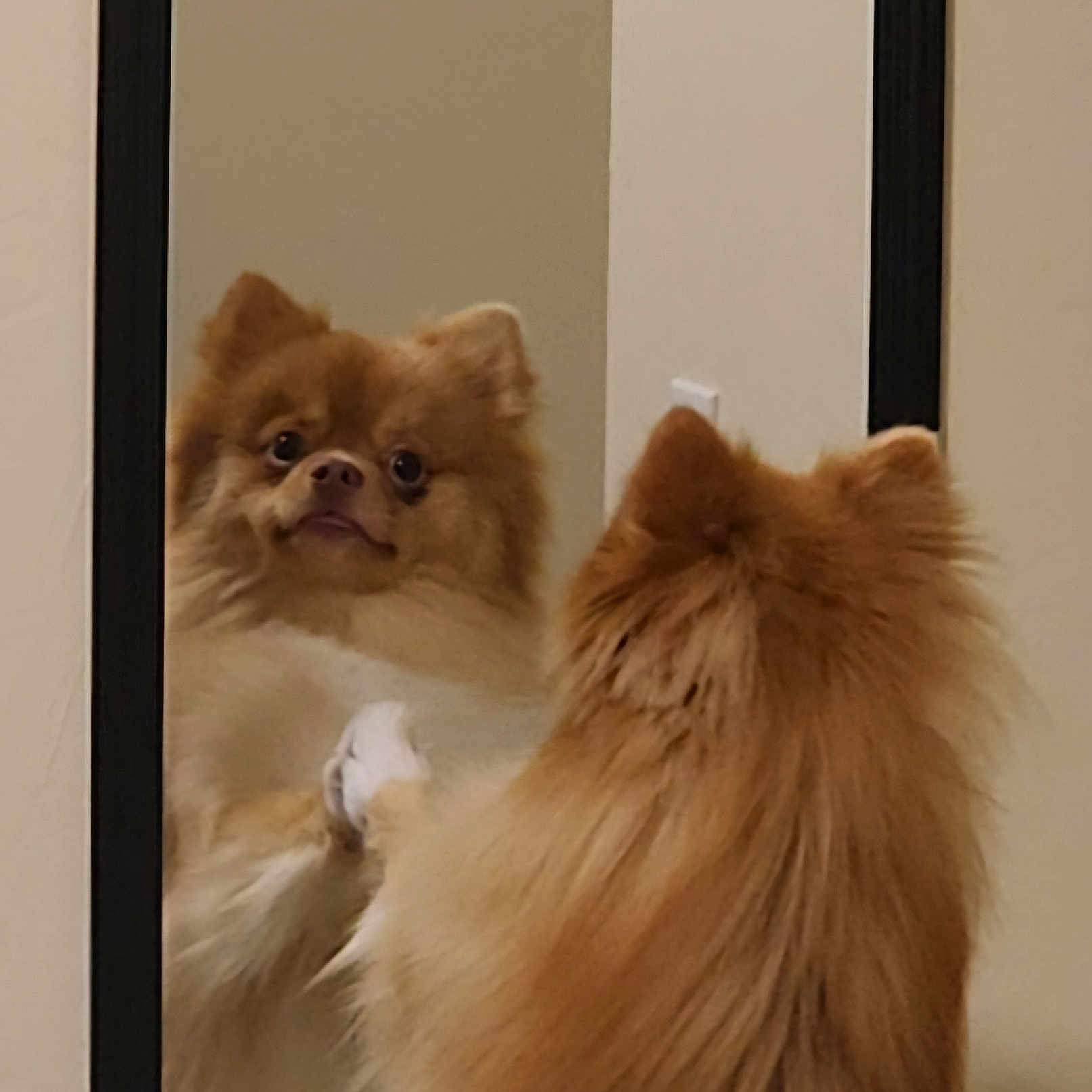 Roxie joined the competition — help win amazing prizes! animal, canine, cat, chow, cockerspaniel, collie, dog, eskimodog, fox, hardwood, indoors, interiordesign, kitten, manx, papillon, pet, puppy, snout, wood