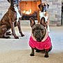 animal, attention, boxer, brindle, brown_coat, canine, carpet, cozy, dog, fireplace, french_bulldog, house, indoor, jacket, looking, pet, portrait, sitting, three_dogs, warm