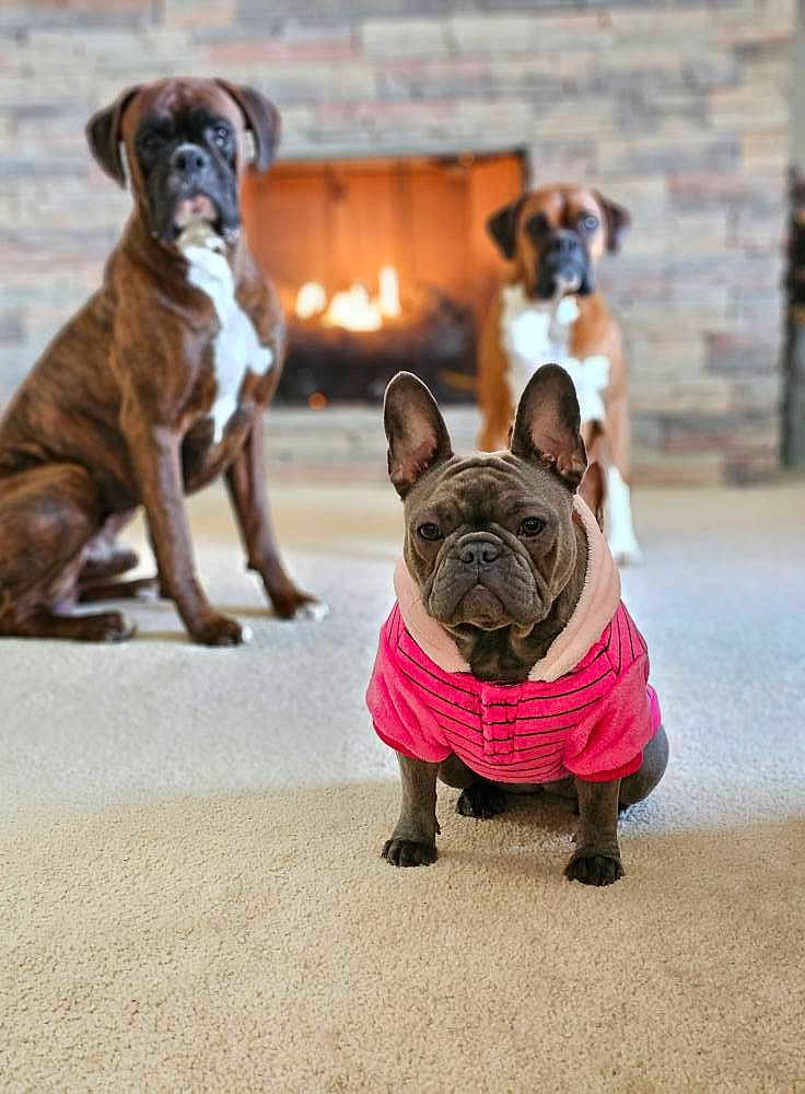 Gabby The Queen joined the competition — help win amazing prizes! animal, attention, boxer, brindle, brown_coat, canine, carpet, cozy, dog, fireplace, french_bulldog, house, indoor, jacket, looking, pet, portrait, sitting, three_dogs, warm