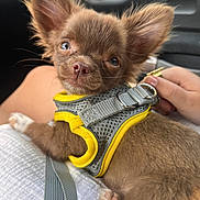 Milo participe au concours pour gagner de l'argent avec cette photo : dog, puppy, chihuahua, small_dog, brown_fur, large_ears, floppy_ears, pet, harness, yellow_harness, gray_harness, car_interior, vehicle, close_up, portrait, sitting, lap, hand, cute, animal