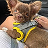 dog, puppy, chihuahua, small_dog, brown_fur, large_ears, floppy_ears, pet, harness, yellow_harness, gray_harness, car_interior, vehicle, close_up, portrait, sitting, lap, hand, cute, animal