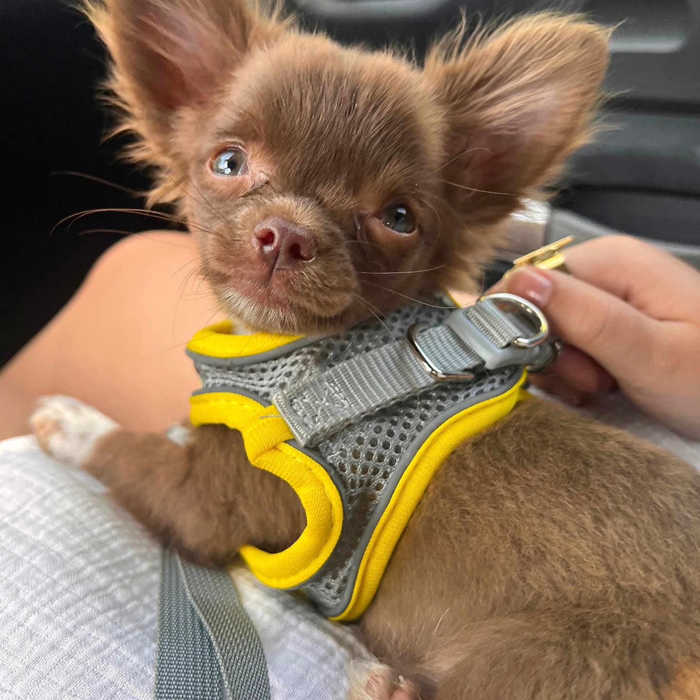 Milo