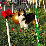 Maggie Mae is registered to the contest to win money with this photo: animal, candy_cane, car, celebration, christmas_decorations, daylight, dog, fence, festive, grass, greenery, holiday_lights, nature, ornament, outdoor, pet, poinsettia, suburban, tree, yard