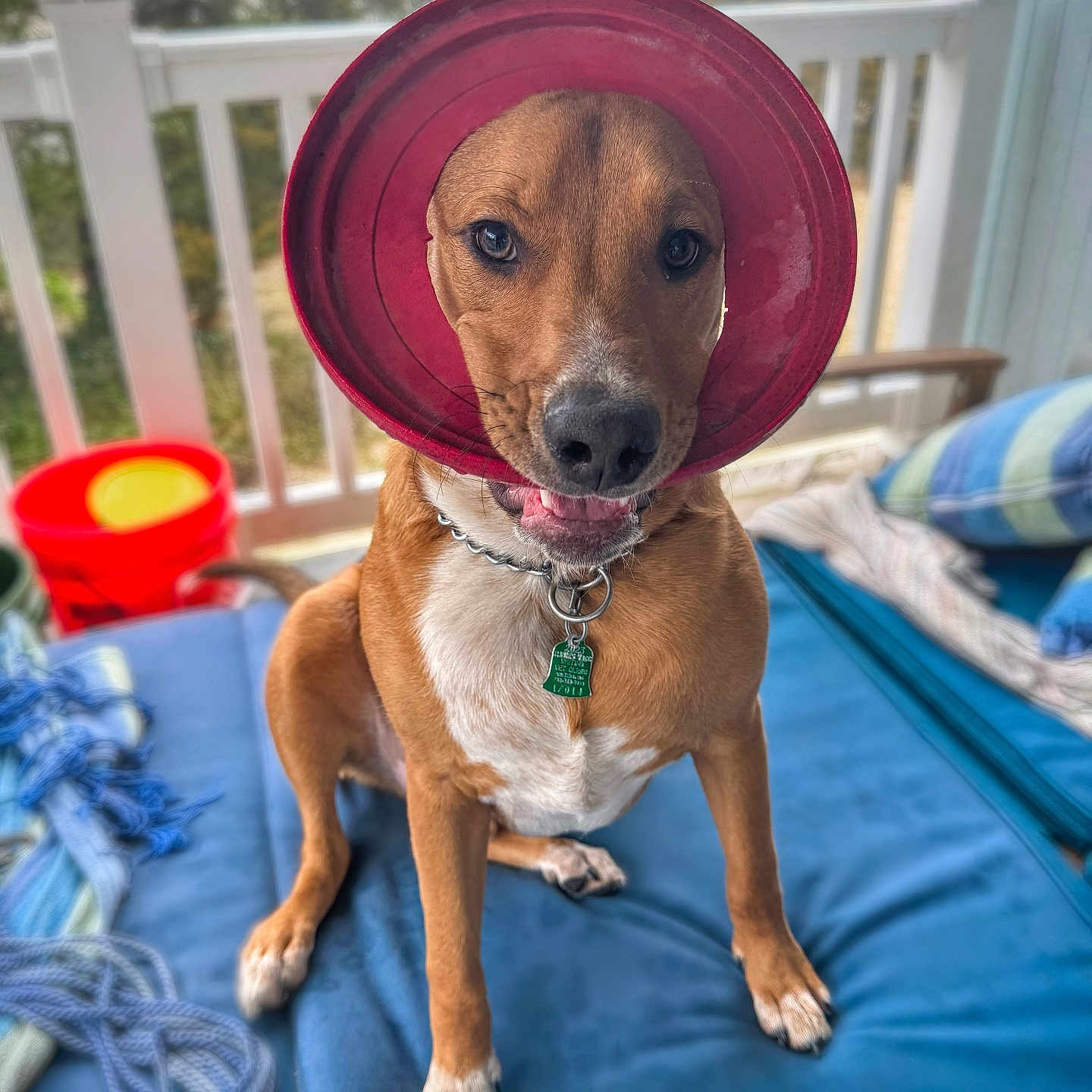 Bodhi joined the competition — help win amazing prizes! animal, architecture, building, canine, cap, clothing, dog, face, furniture, hat, head, hound, outdoors, person, pet, photography, portrait, puppy, shelter, summer