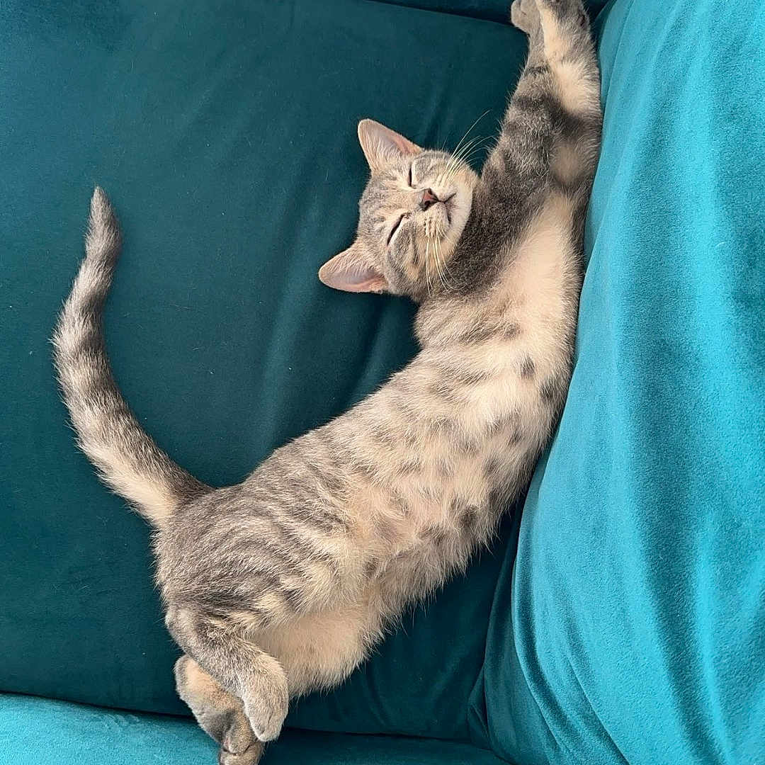 Praline participe au concours pour gagner de l'argent avec cette photo : animal, blanket, cat, chaise, couch, cushion, egyptiancat, furniture, homedecor, kitten, person, pet, pillow, sleeping