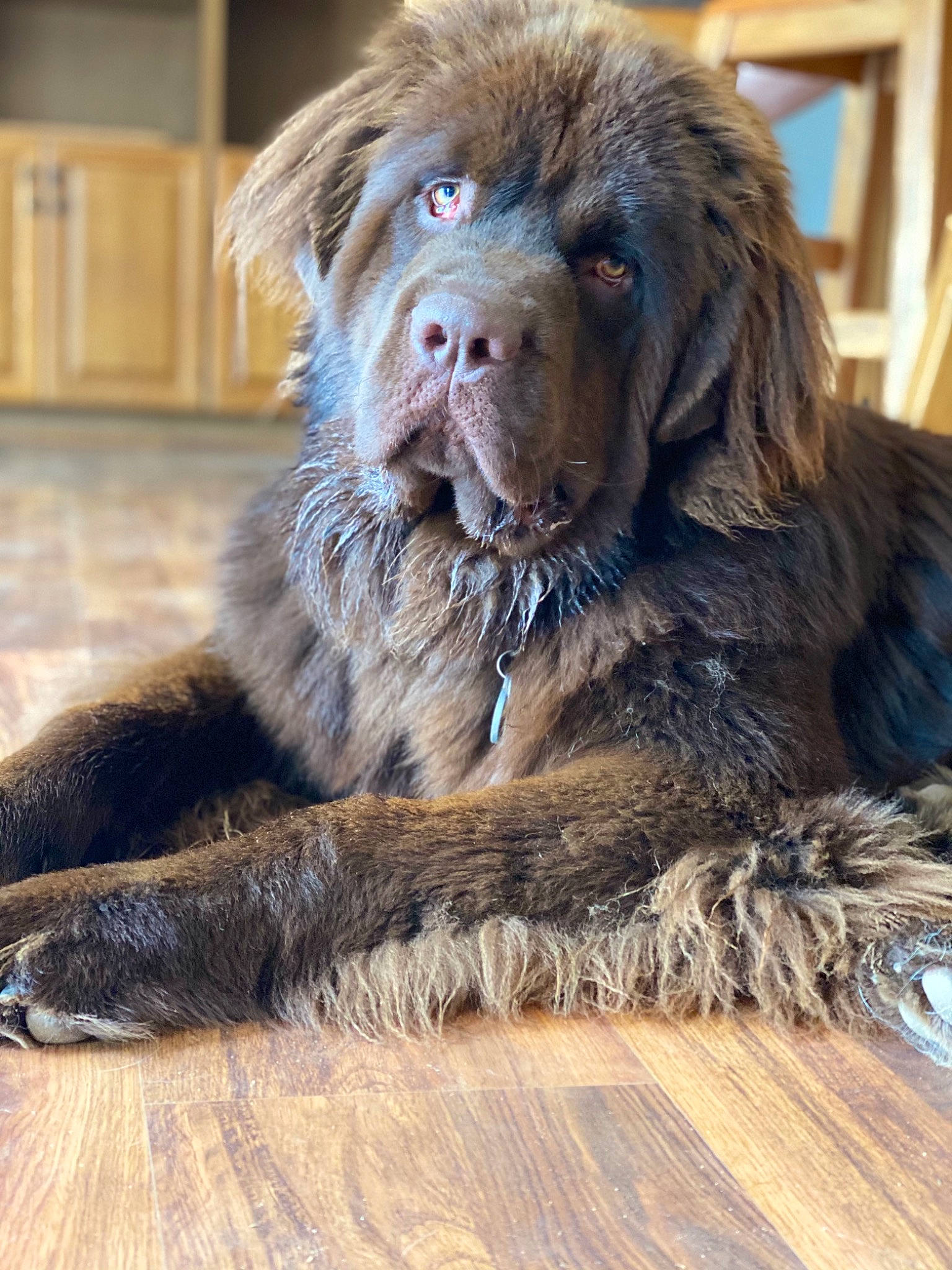 Bosley is registered to the contest to win money with this photo: canidae, carnivore, claw, companion_dog, dog, dog_breed, flesh, fur, hardwood, liver, paw, snout, spaniel, sporting_group, tail, terrestrial_animal, whiskers, wood