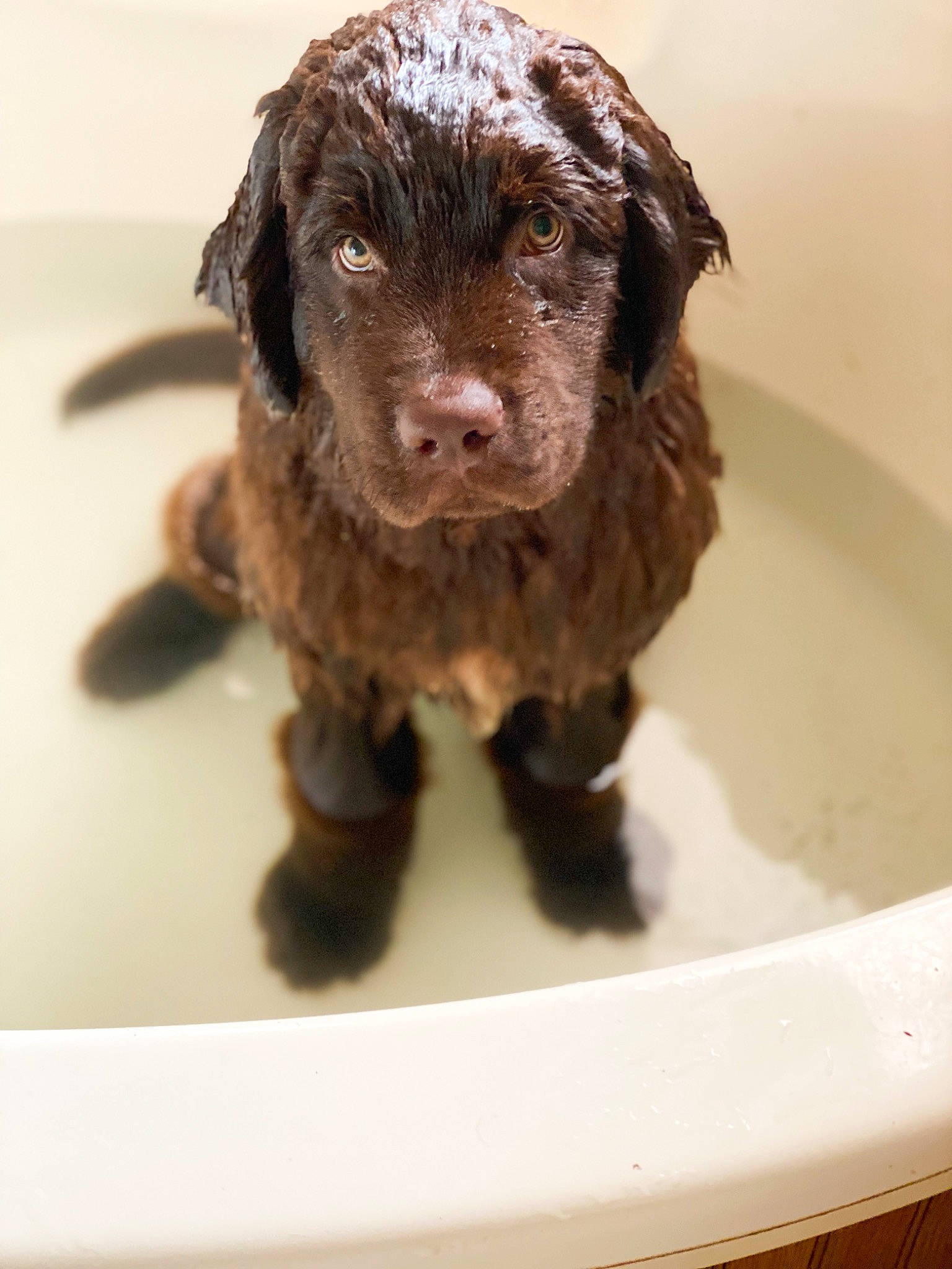 Bosley is registered to the contest to win money with this photo: bathing, bathroom, bathtub, canidae, carnivore, companion_dog, dog, dog_breed, fawn, fluid, fur, liver, pet_supply, plant, plumbing, snout, sporting_group, terrestrial_animal, whiskers, working_animal