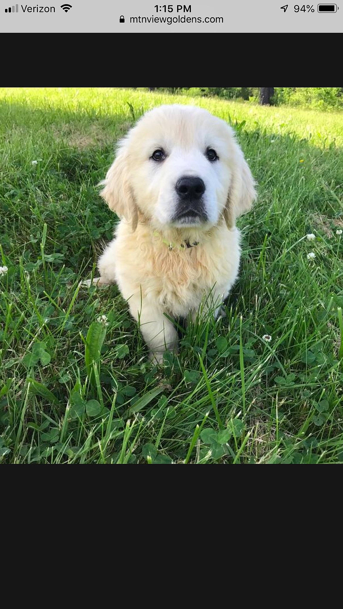 Trooper joined the competition — help win amazing prizes! canidae, carnivore, companion_dog, dog, dog_breed, fur, grass, grass_family, grassland, great_pyrenees, kuvasz, labrador_retriever, lawn, livestock_guardian_dog, maremma_sheepdog, plant, polish_tatra_sheepdog, retriever, slovak_cuvac, snout