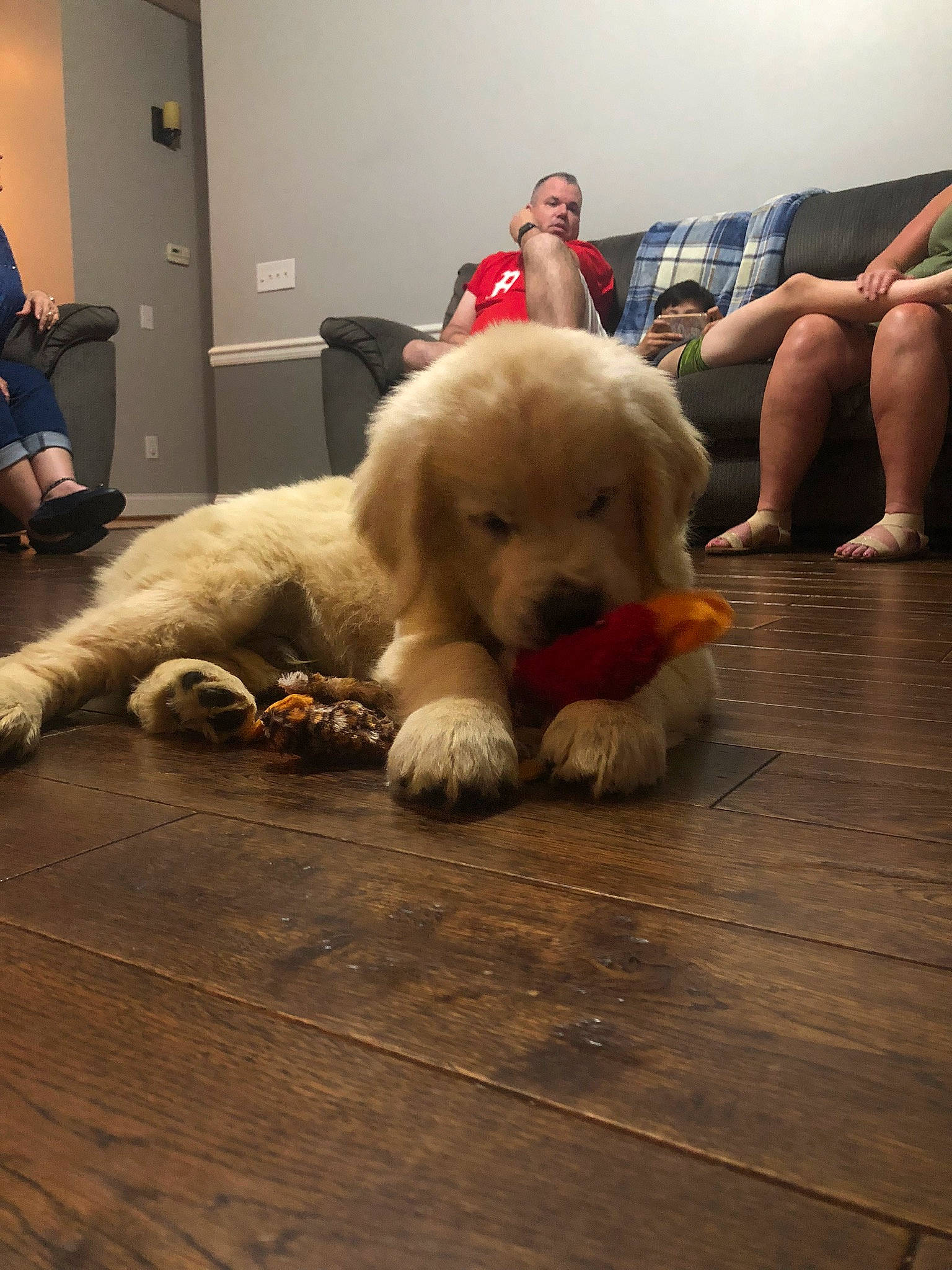 Trooper joined the competition — help win amazing prizes! carnivore, comfort, companion_dog, couch, dog, dog_breed, fawn, floor, flooring, fur, hardwood, lap, retriever, snout, sporting_group, stuffed_toy, toy, whiskers, wood, working_animal