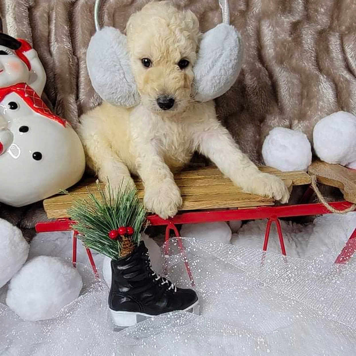 Bruno joined the competition — help win amazing prizes! background, berries, black_ice_skate, cozy, cute, decorations, earmuffs, festive, furry, holiday, indoors, pine, puppy, red, sled, snowballs, snowman, white, winter, wood