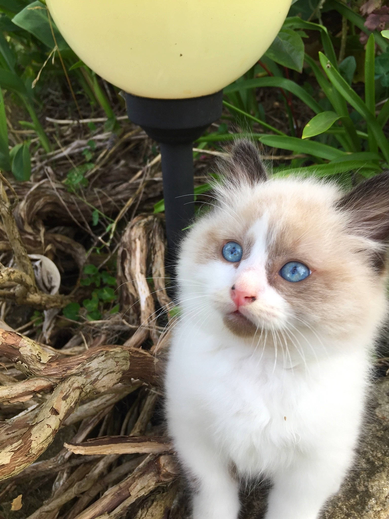 Chouppy participe au concours pour gagner de l'argent avec cette photo : carnivore, cat, claw, domestic_short_haired_cat, fawn, felidae, fur, grass, paw, photo_caption, plant, small_to_medium_sized_cats, snout, soil, tail, terrestrial_animal, tree, twig, whiskers, wood