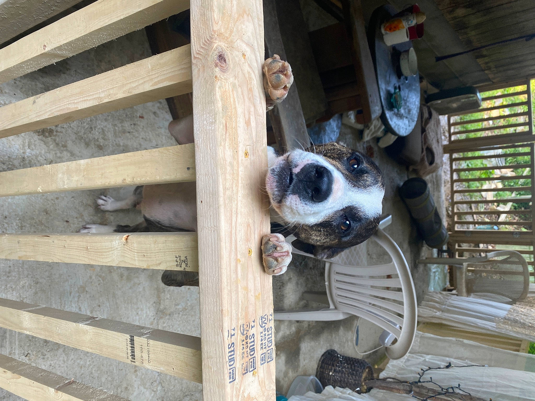 Bud is registered to the contest to win money with this photo: auto_part, automotive_wheel_system, dog, dog_breed, door, engineering, hardwood, lumber, machine, metal, plank, plywood, steel, wood, working_animal