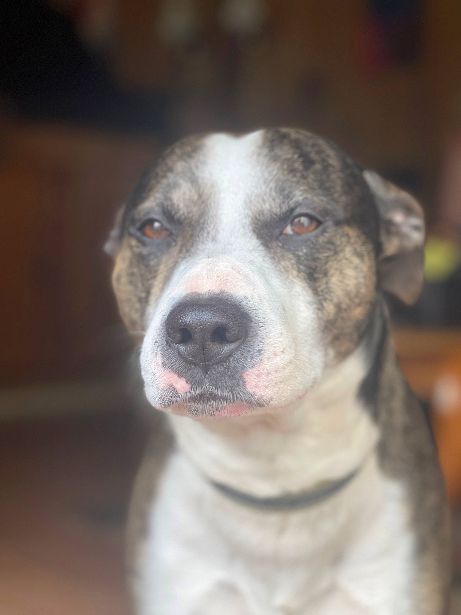 Bud is registered to the contest to win money with this photo: ancient_dog_breeds, canidae, carnivore, collar, companion_dog, cordoba_fighting_dog, dog, dog_breed, dog_collar, fur, guard_dog, non_sporting_group, snout, sporting_group, terrestrial_animal, whiskers, working_animal, working_dog