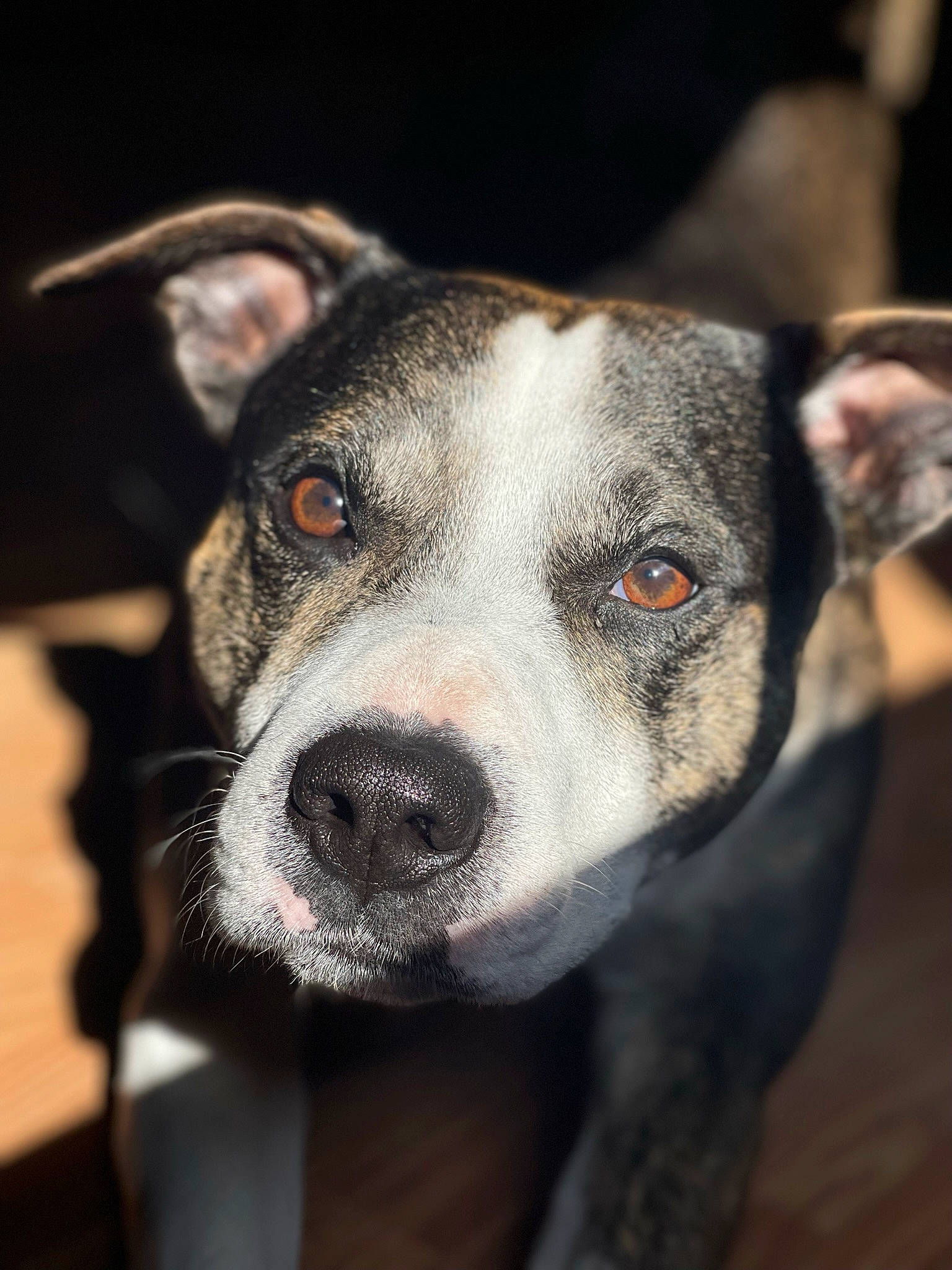 Bud joined the competition — help win amazing prizes! ancient_dog_breeds, canidae, carnivore, collar, companion_dog, dog, dog_breed, eye, fur, head, non_sporting_group, snout, sporting_group, whiskers, working_animal, working_dog