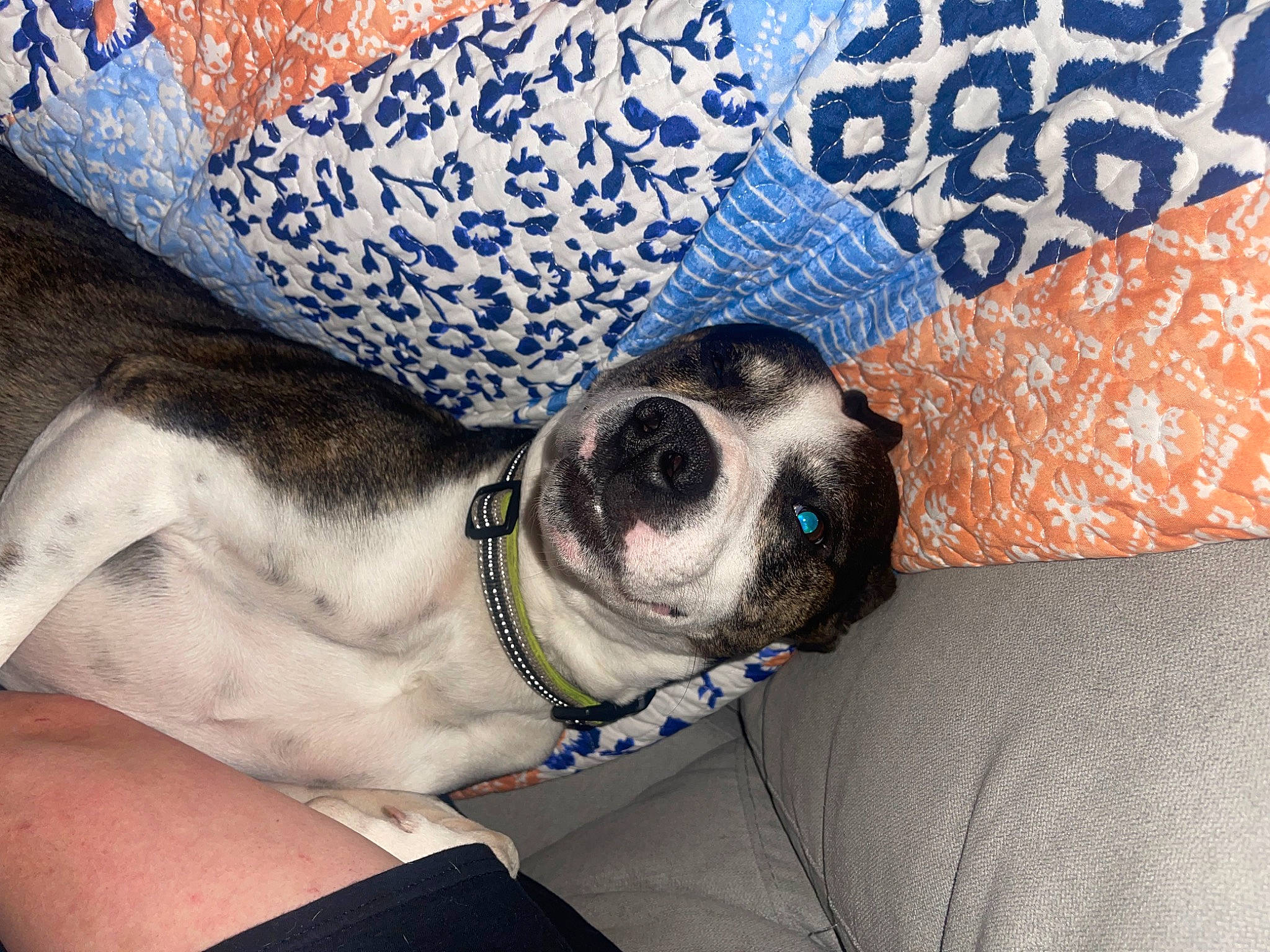 Bud joined the competition — help win amazing prizes! canidae, carnivore, collar, comfort, companion_dog, couch, dog, dog_breed, dog_collar, dog_supply, eyewear, fawn, human_leg, linens, pattern, snout, sporting_group, sunglasses, whiskers, working_animal