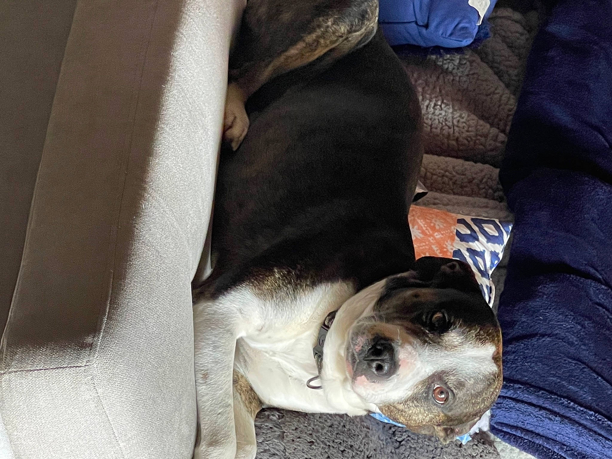 Bud joined the competition — help win amazing prizes! canidae, carnivore, comfort, companion_dog, couch, dog, dog_breed, dog_supply, fawn, fur, grey, guard_dog, linens, nap, non_sporting_group, paw, snout, sporting_group, whiskers, working_animal