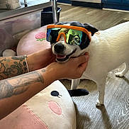 Izzy is registered to the contest to win money with this photo: black_and_white, dog, funny, furniture, happy, human_hands, indoor, kitchen, open_mouth, orange_glasses, pet, photographer, playful, plush_cushion, portrait, reflection, small_dog, sunglasses, tattoo, wood_floor