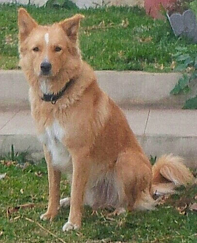 Mufasa a rejoint le concours — aidez-le/la à gagner de superbes lots ! ancient_dog_breeds, canidae, carnivore, collar, companion_dog, dog, dog_breed, fawn, grass, plant, snout, sporting_group, tail, terrestrial_animal, wildlife, working_animal, working_dog