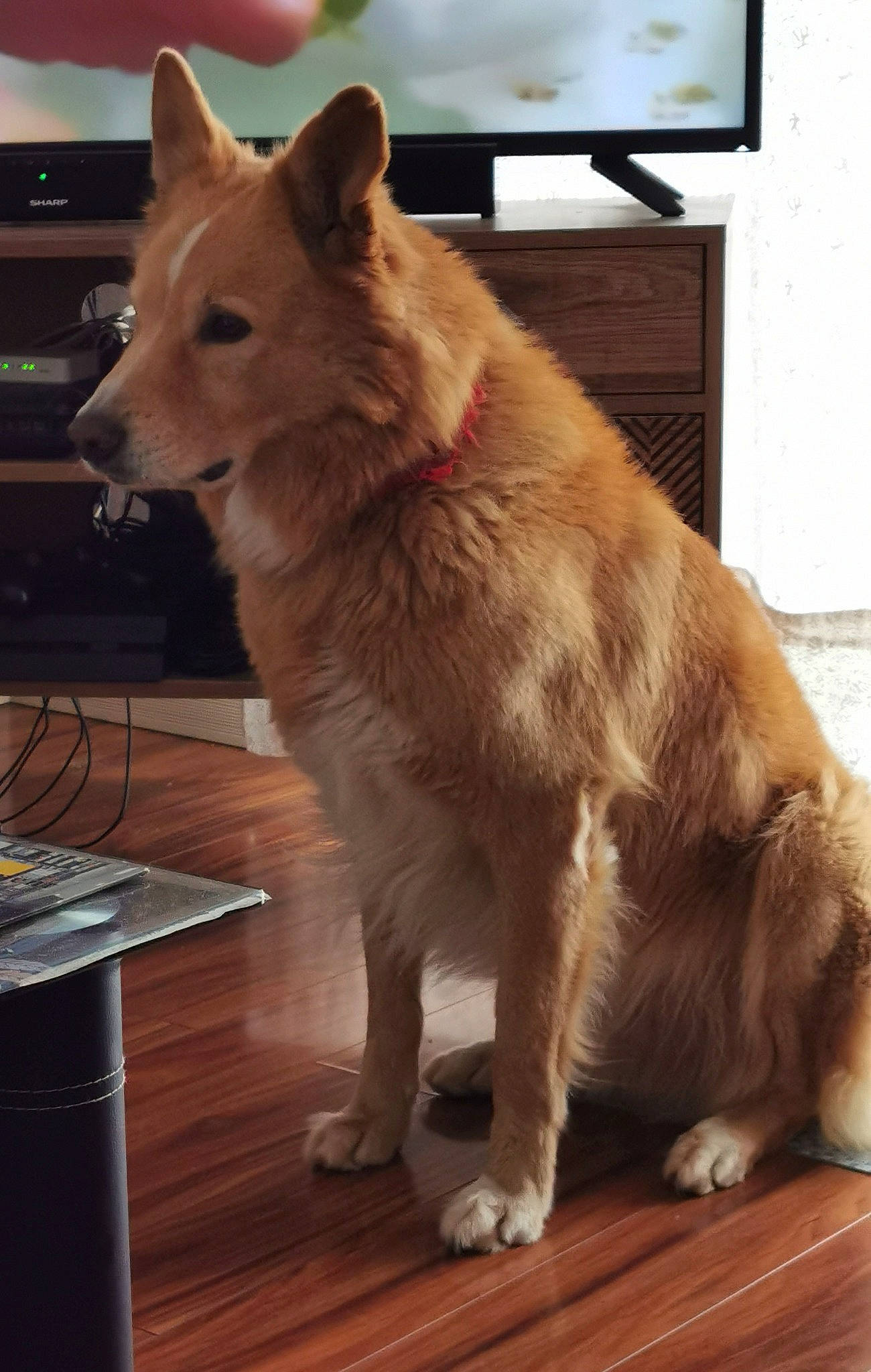 Mufasa a rejoint le concours — aidez-le/la à gagner de superbes lots ! canidae, canis, carnivore, companion_dog, dog, dog_breed, fawn, flooring, fur, hardwood, snout, spitz, sporting_group, tail, varnish, window, wood, wood_flooring, working_animal, working_dog