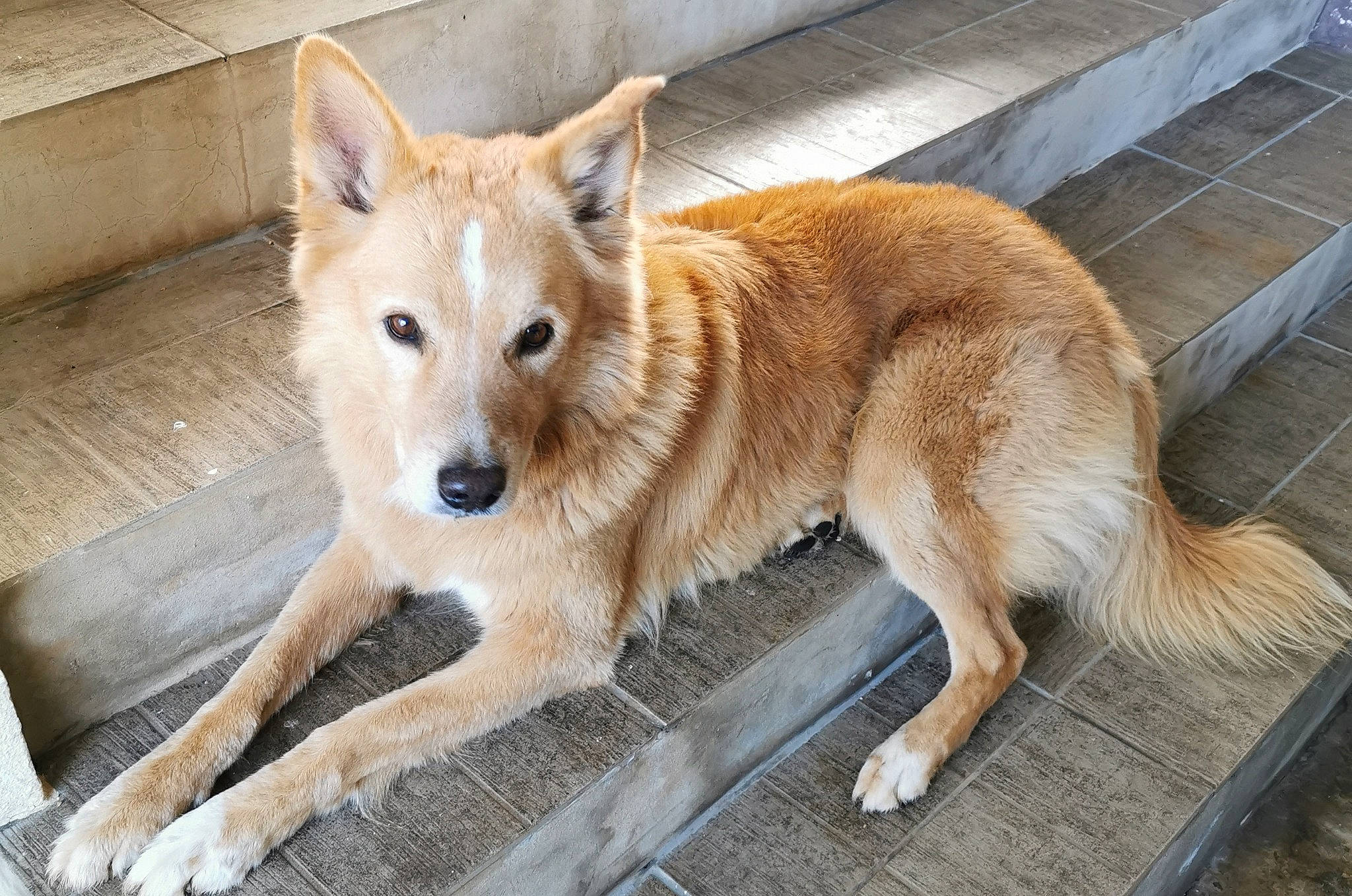 Mufasa participe au concours pour gagner de l'argent avec cette photo : ancient_dog_breeds, canidae, canis, carnivore, companion_dog, dingo, dog, dog_breed, fawn, fur, non_sporting_group, snout, spitz, sporting_group, street_dog, tail, terrestrial_animal, wildlife, working_animal, working_dog