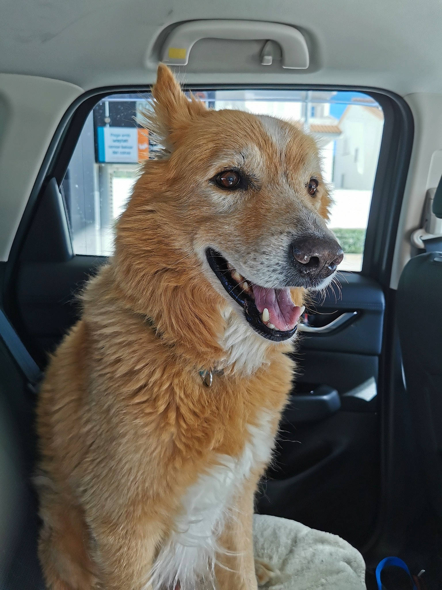 Mufasa a rejoint le concours — aidez-le/la à gagner de superbes lots ! automotive_exterior, automotive_lighting, automotive_mirror, canidae, car, carnivore, collar, companion_dog, dog, dog_breed, fawn, fur, motor_vehicle, rear_view_mirror, snout, sporting_group, vehicle, vehicle_door, whiskers, windshield